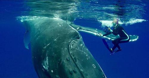 Una ballena se apresura a salvar a una buceadora de un tiburón gigante