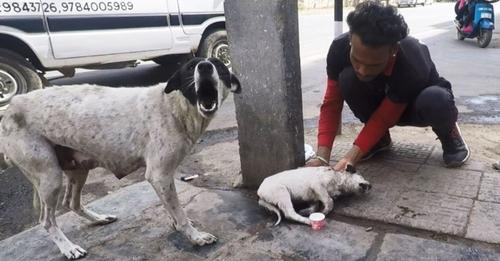 Tras llorar angustiada una mamá perrita encuentra la ayuda que necesitaba para su cachorrito