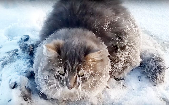 Gato agradece a la pareja que lo salvó al quedar con sus 4 patitas congeladas sin poder moverse