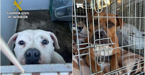 La Guardia Civil rescata a dos perros abandonados que deambulaban por Escalona