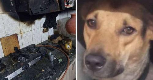 Un perrito devuelve el favor a la familia que lo adoptó y les salva la vida en un incendio