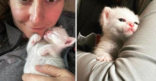 Un gatito encuentra una madre que lo protegerá para siempre justo cuando más lo necesitaba
