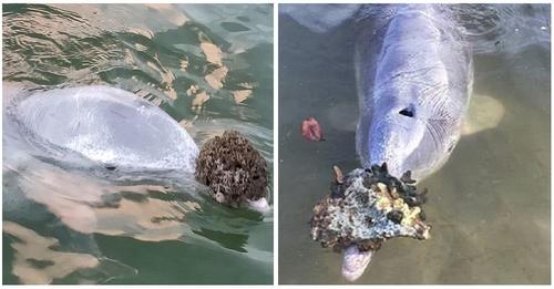Un delfín regala a los humanos sus tesoros del fondo del océano a cambio de un poco de comida