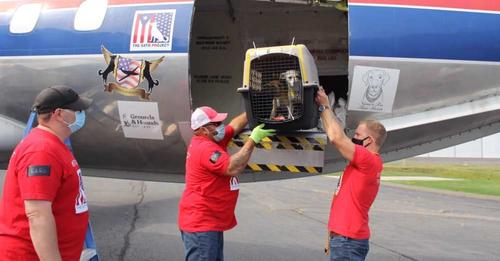 Abren la puerta del avión tras un largo viaje y 130 gatos y perros corren con sus nuevos padres