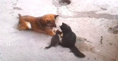Mamá gata trae a sus gatitos recién nacidos para presentarles a su viejo amigo perro