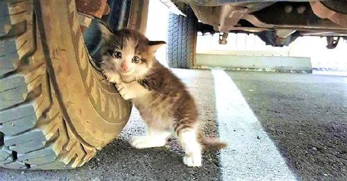 Hombre halló a un gatito sin hogar aferrado a un camión y sabía que tenía que ayudarlo