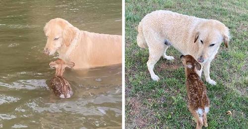 Perrito nada sin parar en el lago hasta salvar a un ciervo bebé que se ahogaba