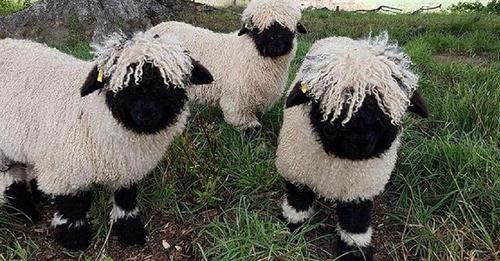 Las ovejas valais Blacknose enamoran a todos por parecer tiernos animales de peluche