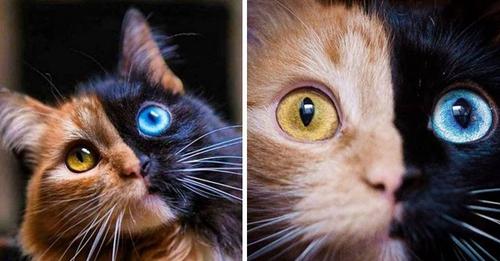 Difunden las fotos de una gata de «dos caras» que hipnotiza a todos en las redes