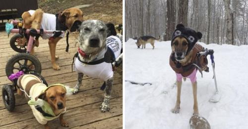 Mujer adopta a 6 perros con necesidades especiales cambiando su vida para siempre