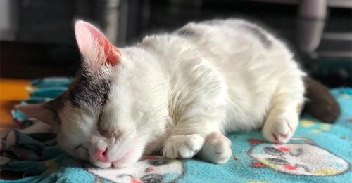 Una gatita ciega y enanita se empeña en vivir tras ser dejada por su familia