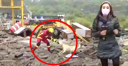 Un perrito y un bombero se pelean por un trapito durante una transmisión en vivo