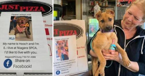 Pizzería pone fotos de perros abandonados en las cajas de pizza para ayudarlos a conseguir hogar