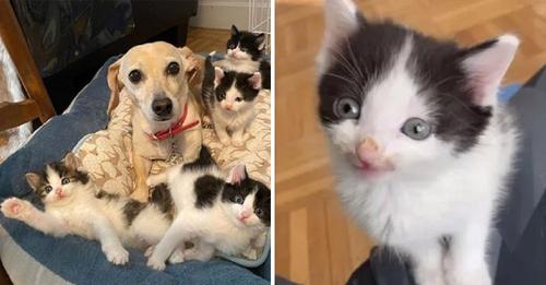 Gatitos son salvados del patio por una mujer y su perrita le pidió que la dejara cuidarlos