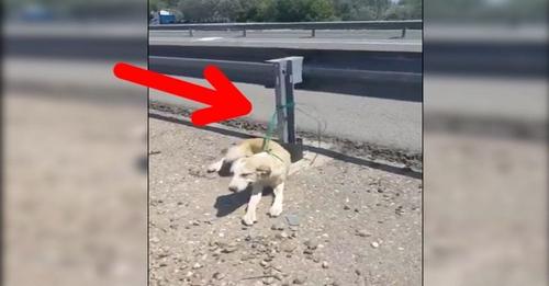 Abandonan a un perro a pleno sol en mitad de una autovía para que no sobreviviera
