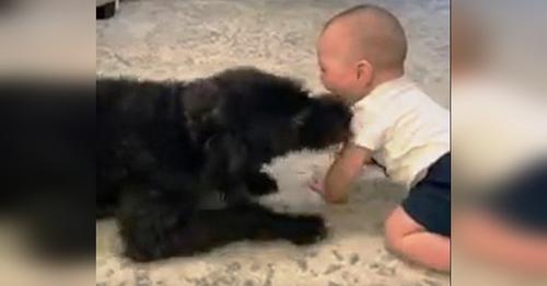 Perrito se desvive por hacer reír al bebé cuando los dejan solos