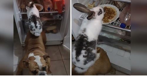 Conejito se sube al lomo de su hermana bulldog para robarle la comida a su dueño