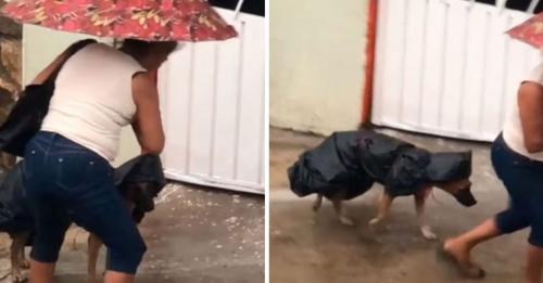 Mujer le hace un impermeable con bolsas a su perrito para protegerlo de la lluvia