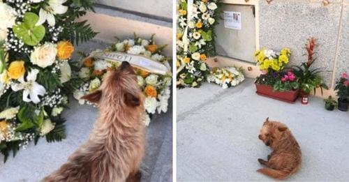 Cachorro camina 3 kilómetros diarios para visitar la tumba de su amado papá humano
