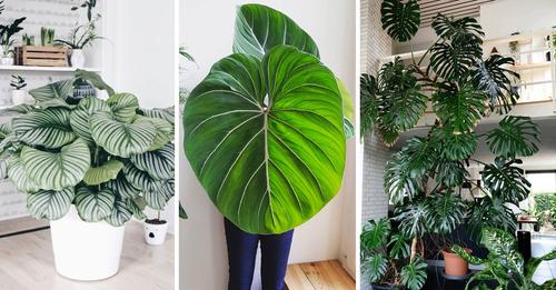 6 plantas de interior que se vuelven gigantes si las dejas