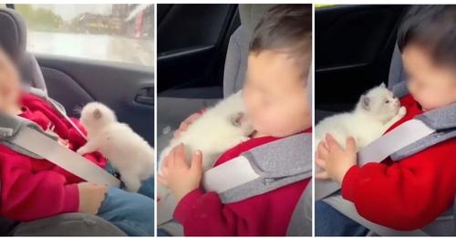 Gatito abraza con sus patas al hijo de sus dueños para que se sienta protegido en el auto