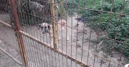 Condenada por el abandono de sus dos perros en un solar de Belicena (Granada)