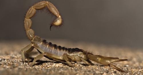Encuentran restos de escorpión de más de 2 metros en el fondo del mar