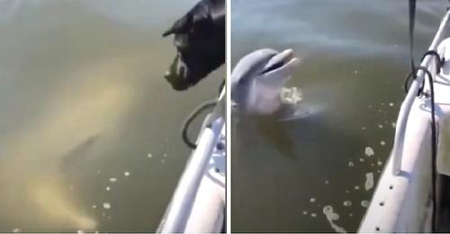 Un delfín se acerca a un bote en movimiento para hacerse amigo de dos perritos