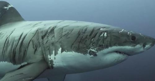 El aterrador video del tiburón «más lastimado del mundo»
