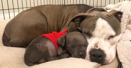 Perrita pitbull afligida por perder a sus bebés se consuela cuidando a un cachorro huérfano