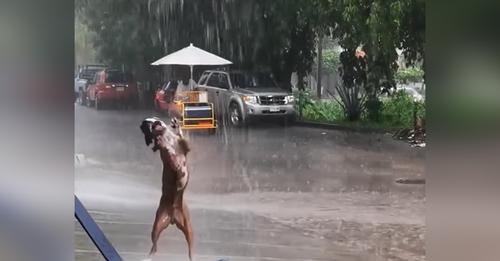Un perrito no puede controlar su emoción al descubrir que está lloviendo afuera