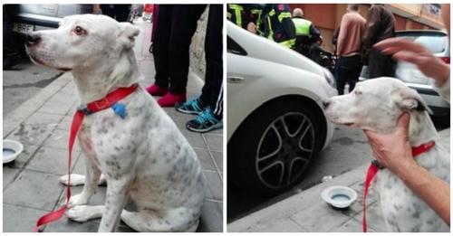 Un joven salva la vida a un perro al atraparlo cuando cayó al vacío desde un cuarto piso