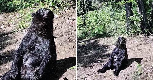 Luego de 25 años en un circo, este oso finalmente disfruta secándose bajo el Sol luego de un relajante baño