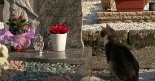 Gatito visita cada día la tumba de la persona que más amaba
