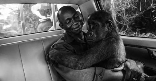 Gorila abraza amorosamente al hombre que la rescató de los cazadores