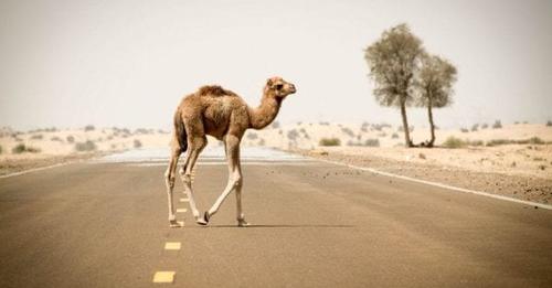 Decretan asesinar a balazos a 10.000 camellos en Australia por los incendios