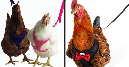 Amazon vende arneses para que puedas pasear a tus gallinas