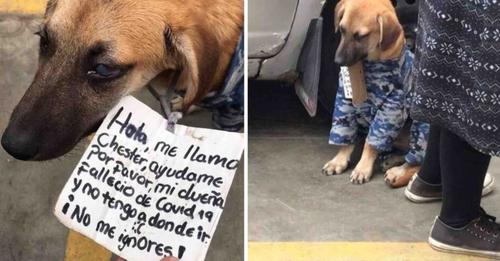 Perrito transita con un cartel pidiendo ayuda – «Ayúdame por favor, mi dueña falleció»