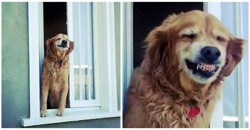 Graban a un amable perro golden en la ventana que cada mañana decide alegrar a sus vecinos