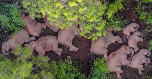 Familia de elefantes descansando tras 17 meses caminando