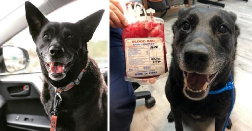 Perro solidario se siente muy orgulloso tras salvarle la vida a un cachorrito enfermo