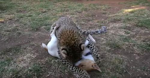 Un leopardo se abalanza sobre un cachorro y lo que ocurre te dejará de piedra
