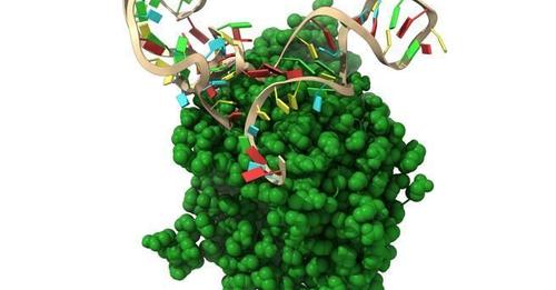 Hallan el ácido nucleico que 'bloquea' la entrada del coronavirus en las células humanas