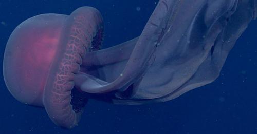 Descubren «Medusa Fantasma» gigante a 1000 metros de profundidad en el mar