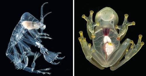 Animales transparentes: Parecen de cristal o hielo, pero no es así