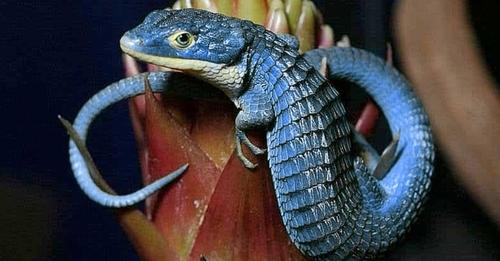 El dragoncito azul, un fascinante reptil lleno de color