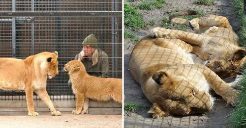 Una leona rescatada adopta a un cachorro salvado de un circo y sus vidas cambian para siempre