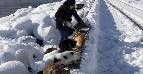 Mujer turca desafia el duro invierno para salir a dar de comer a los gatos callejeros