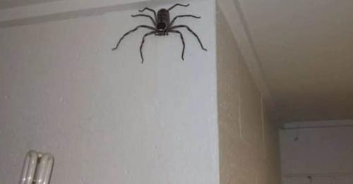 Australiano explica por que dejó vivir una araña gigante en su casa durante un año