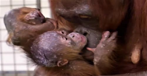 Rompen a llorar cuando mamá orangután se reúne con su bebé que se la quitaron de sus manos